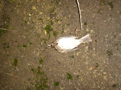 Passerculus sandwichensis