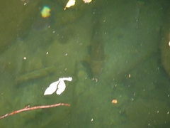 Catostomus occidentalis