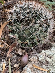 Mammillaria barbata