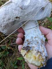 Hypomyces chrysospermus