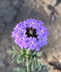 Glandularia tenera