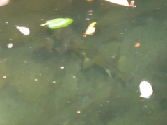 Catostomus occidentalis