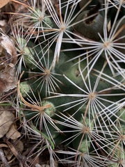 Mammillaria barbata