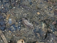 Holoverticata