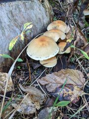 Hypholoma lateritium