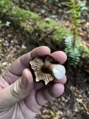 Lactarius fallax