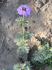 Glandularia tenera