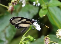 Ithomia lagusa peruana