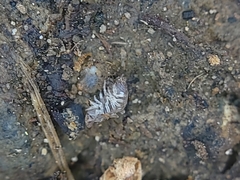 Holoverticata