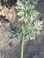Glandularia tenera
