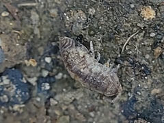 Holoverticata
