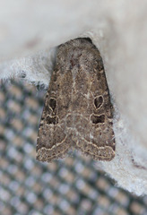 Protorthodes melanopis