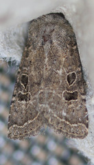 Protorthodes melanopis