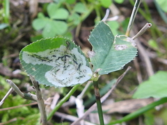 Liriomyza fricki