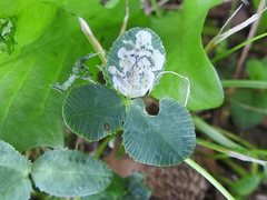 Liriomyza fricki