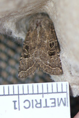 Protorthodes melanopis