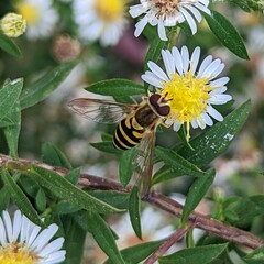 Syrphus rectus