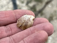 Crassostrea virginica