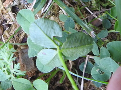 Liriomyza fricki
