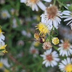 Syrphus rectus