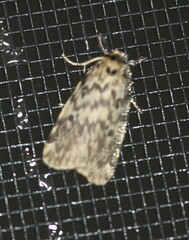 Hectobrocha subnigra