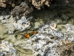 Leptograpsus variegatus