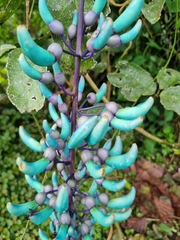 Strongylodon macrobotrys