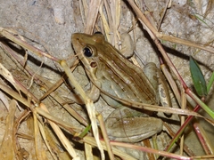 Leptodactylus latrans