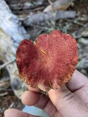 Suillus paluster