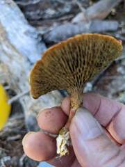 Suillus paluster