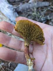 Suillus paluster