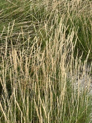 Sporobolus virginicus