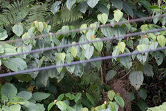 Miconieae