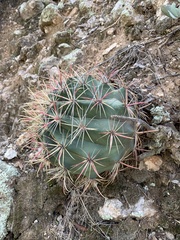 Ferocactus