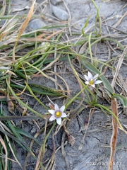 Romulea minutiflora