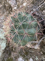 Ferocactus