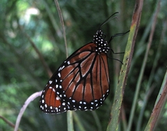 Danaus eresimus montezuma