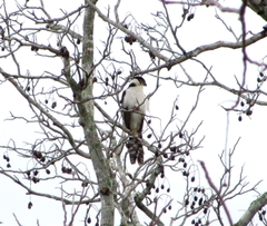 Micrastur semitorquatus