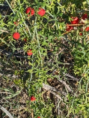 Ibervillea tenuisecta