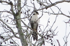 Micrastur semitorquatus