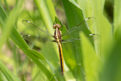 Libellula cyanea