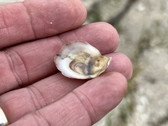 Crassostrea virginica