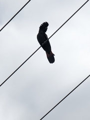 Calyptorhynchus banksii