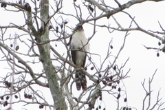 Micrastur semitorquatus