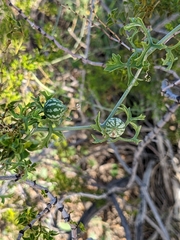 Ibervillea tenuisecta