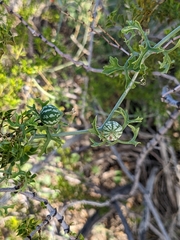 Ibervillea tenuisecta