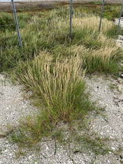 Sporobolus virginicus