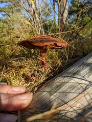 Suillus spectabilis