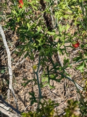 Ibervillea tenuisecta