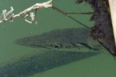 Sphyraena barracuda
